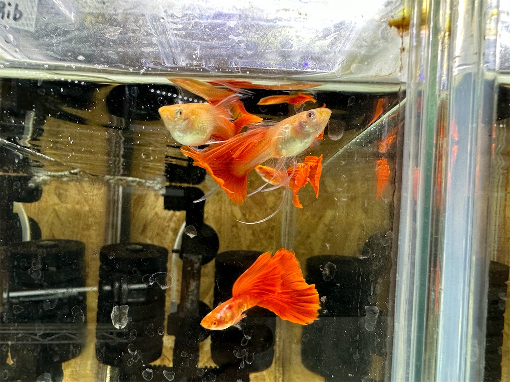 f:id:popopoppun:20240114173857j:image