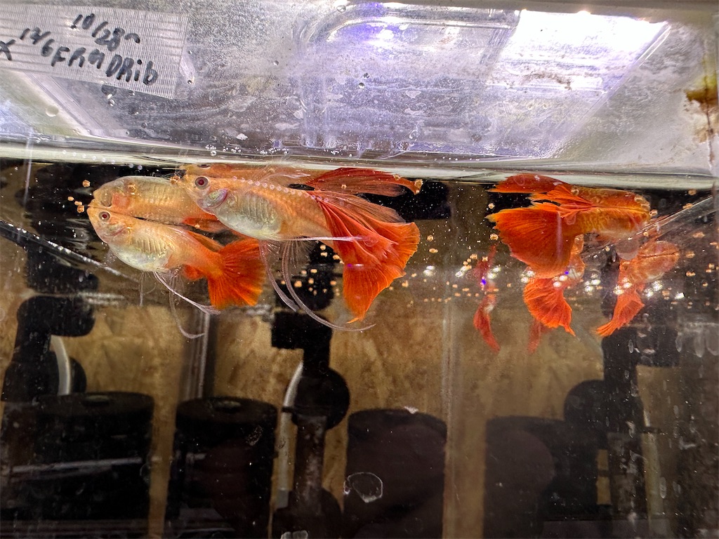 f:id:popopoppun:20240114174030j:image