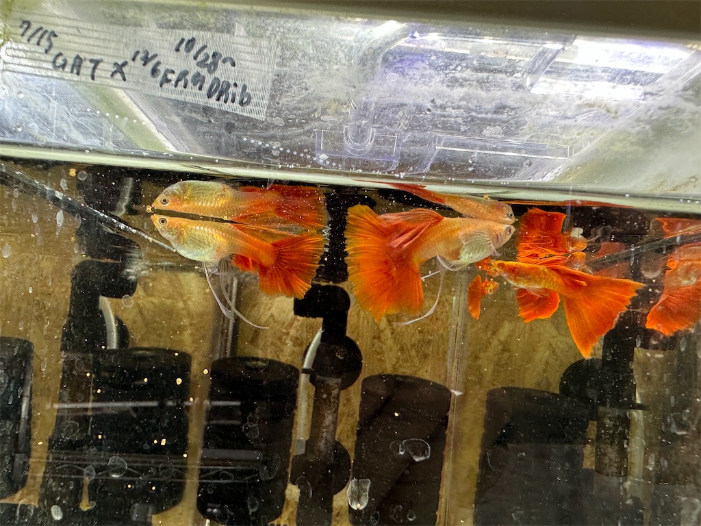 f:id:popopoppun:20240114174034j:image