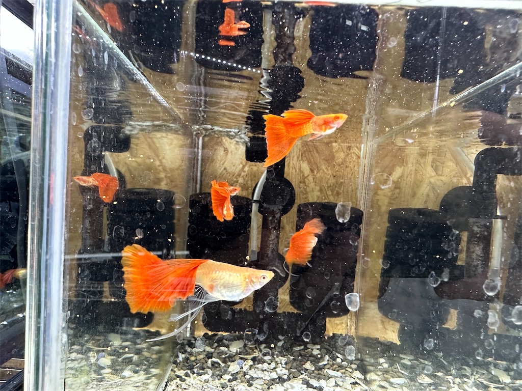 f:id:popopoppun:20240114174233j:image