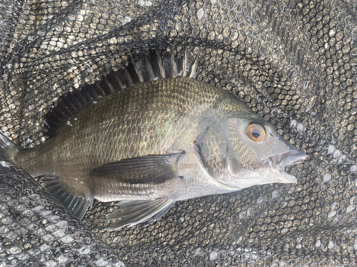 紀州釣りロッド】ダンゴ釣り師がガチでおすすめする竿9選 - 伊豆釣り.com