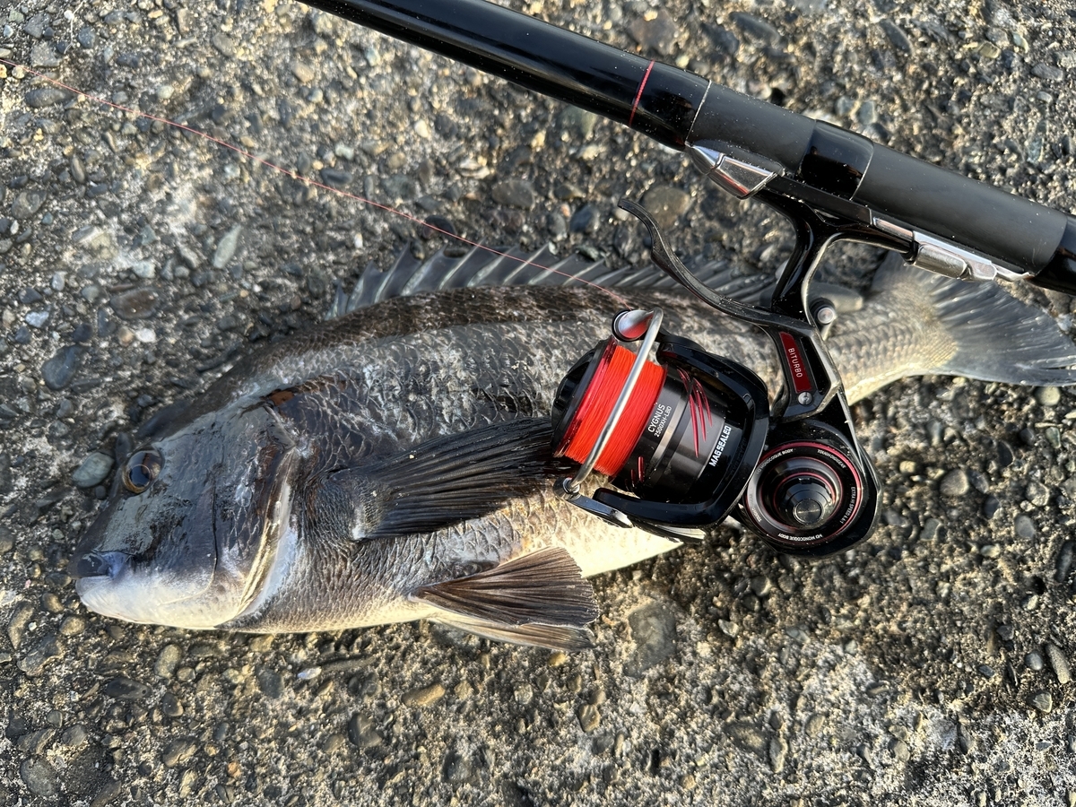 23シグナス　極美品 Amazon | ダイワ(DAIWA) 磯用レバーブレーキリール 23シグナス