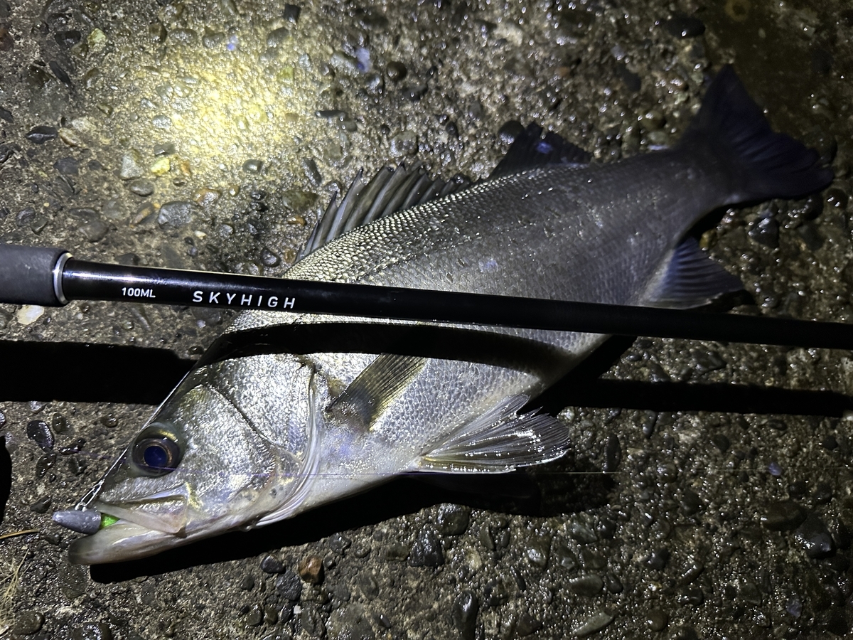 ダイワ25スカイハイ】実釣インプレ！マルチに使い込んだ感想と本音