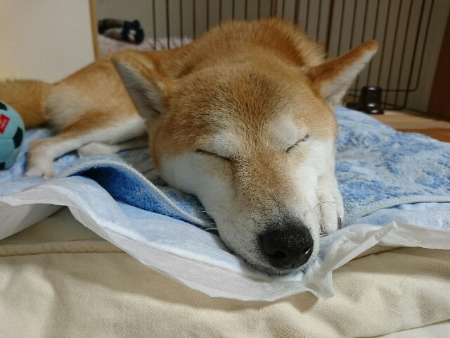 f:id:poporigoto:20160908091148j:image f:id:poporigoto:20160908091148j:image