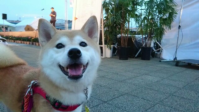 f:id:poporigoto:20160917221946j:image f:id:poporigoto:20160917221946j:image