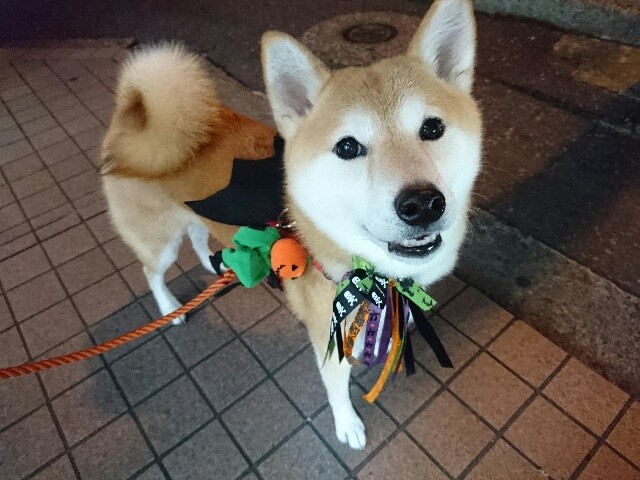 f:id:poporigoto:20161101195519j:image f:id:poporigoto:20161101195519j:image