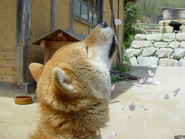 f:id:poporigoto:20170327202308j:image f:id:poporigoto:20170327202308j:image