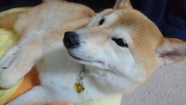 f:id:poporigoto:20170410211113j:image f:id:poporigoto:20170410211113j:image