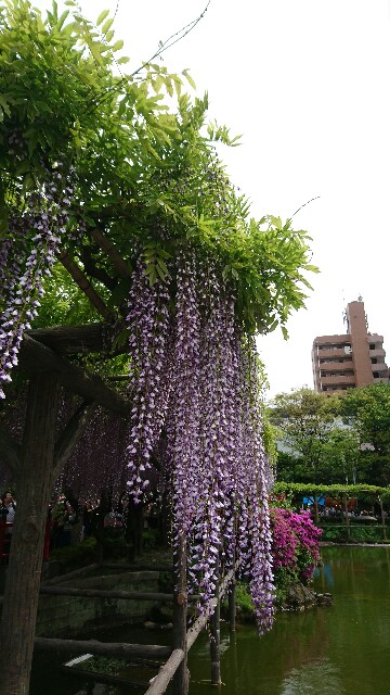 f:id:poporigoto:20170503162323j:image f:id:poporigoto:20170503162323j:image