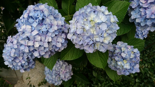 f:id:poporigoto:20170620233138j:image f:id:poporigoto:20170620233138j:image