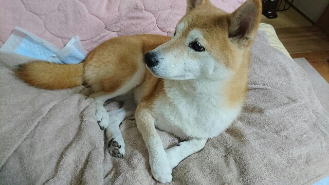 f:id:poporigoto:20170924235118j:image f:id:poporigoto:20170924235118j:image