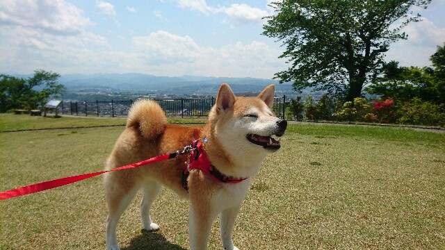 f:id:poporigoto:20180508213012j:image f:id:poporigoto:20180508213012j:image