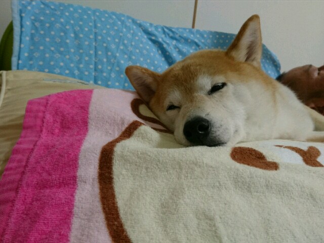 f:id:poporigoto:20180603180800j:image f:id:poporigoto:20180603180800j:image