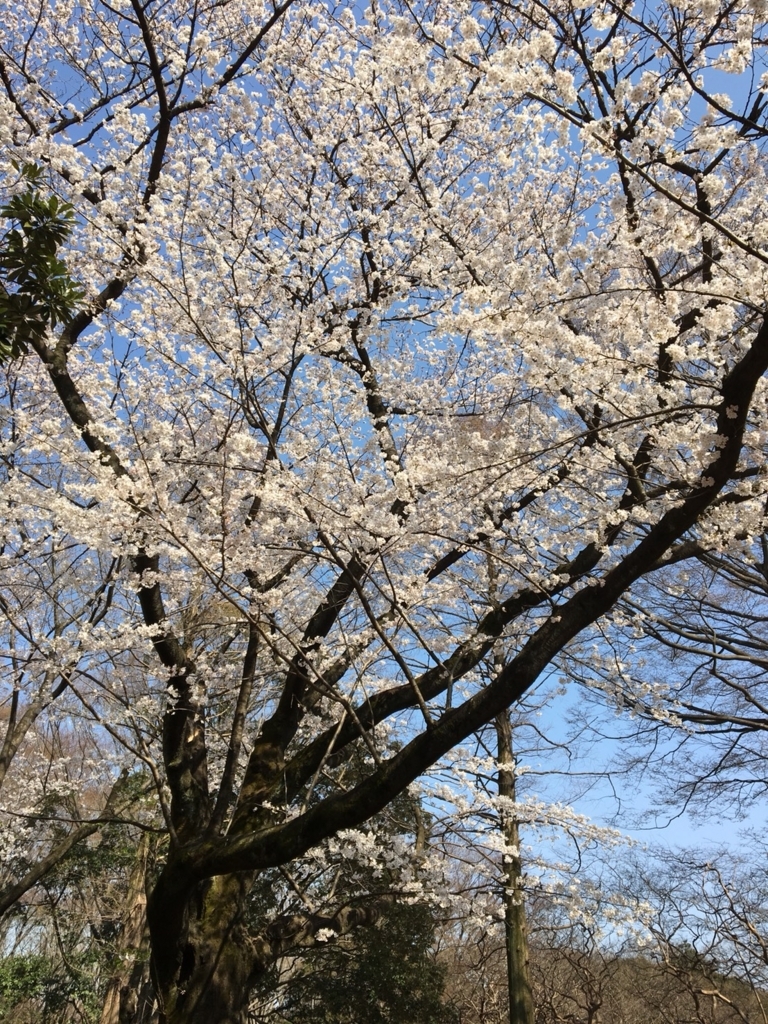 サクラ満開 場所取りいらずの代々木公園にお花見に行ってきた 毒女の気ままなチャレンジdiary