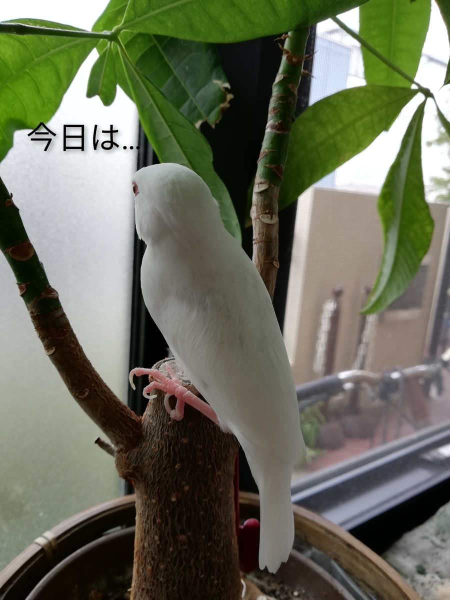 f:id:poposantos:20190820102115j:plain