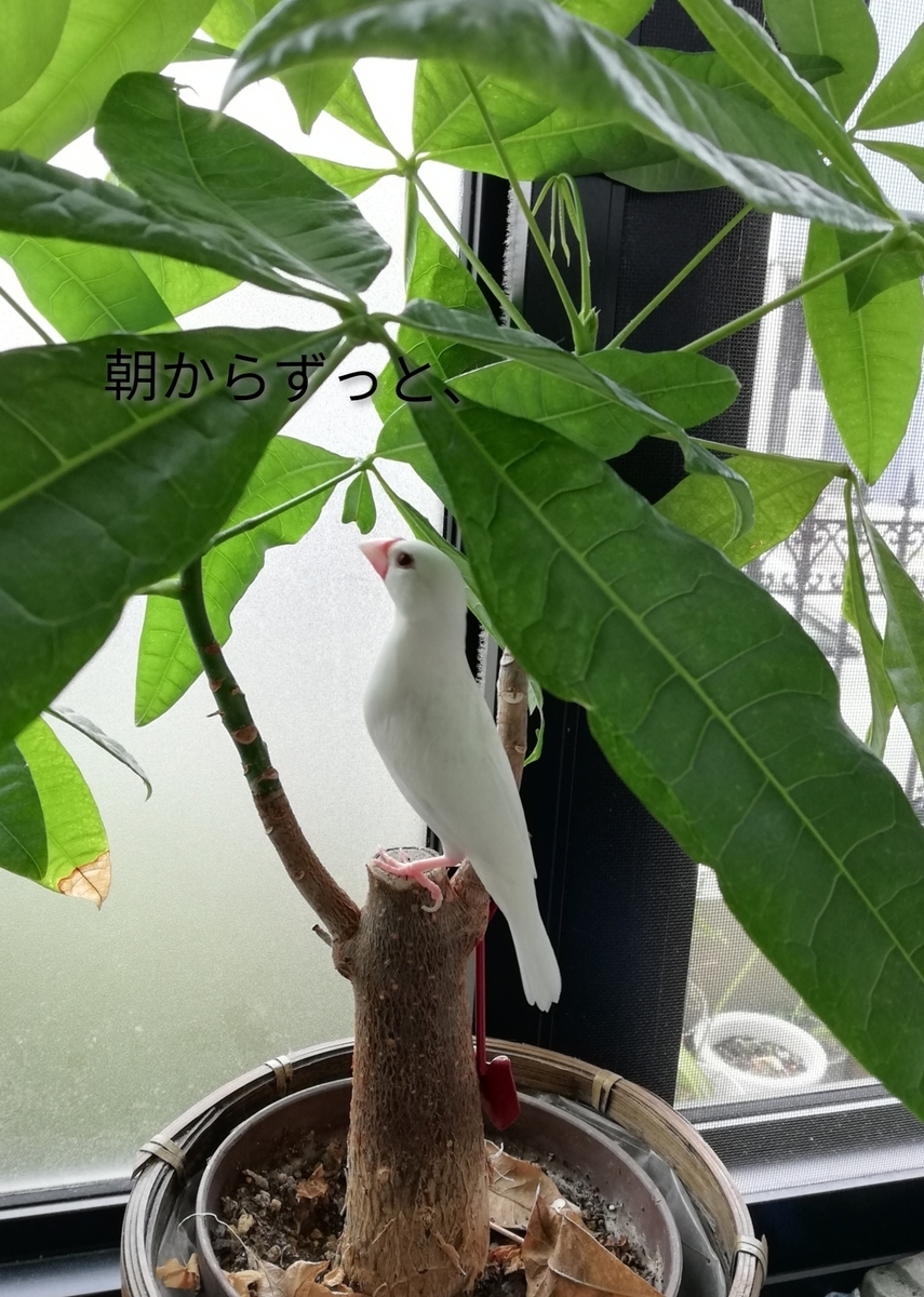 f:id:poposantos:20190820102154j:plain