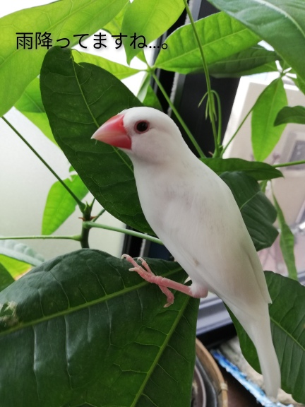 f:id:poposantos:20190820102253j:plain