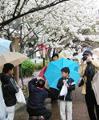 [風景][花]大阪造幣局一般公開「桜の通り抜け」：記念撮影