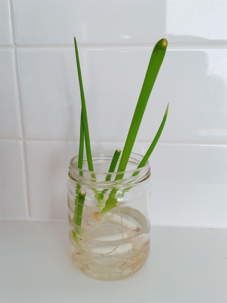 小ねぎ グリーンオニオン を水に付けて再生栽培してみた カナダ移住生活の手帳