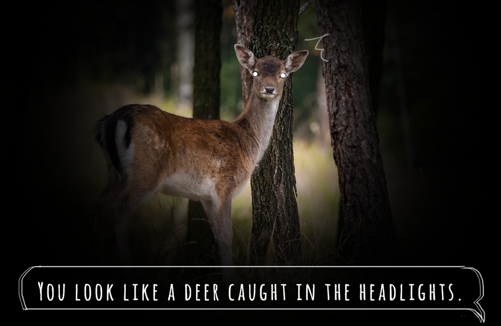 You look like a deer caught in the headlightsと言われて、、、 カナダ移住生活の手帳