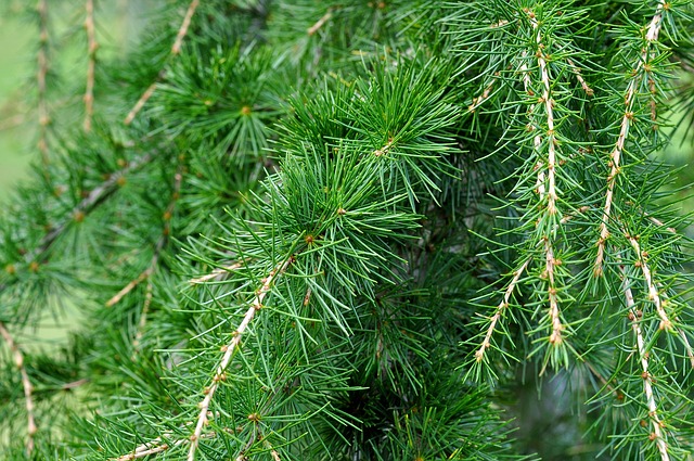 カナダの春も花粉症はある 薬 アレグラも買える カナダ移住生活の手帳 カナダの春も花粉症はある 薬 アレグラも買える カナダ移住生活の手帳