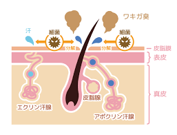 f:id:poppukoooon:20190213165306p:plain f:id:poppukoooon:20190213165306p:plain