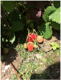 f:id:poppy0333:20180310174728p:plain f:id:poppy0333:20180310174728p:plain