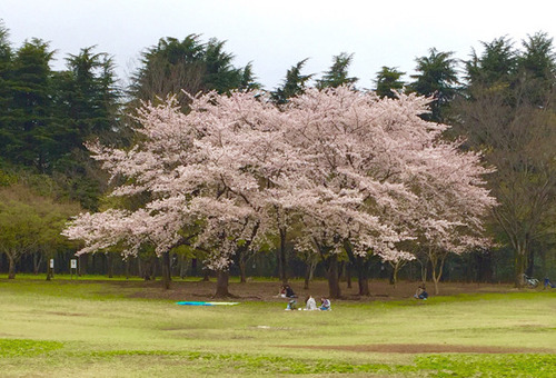 sakura2017.jpg