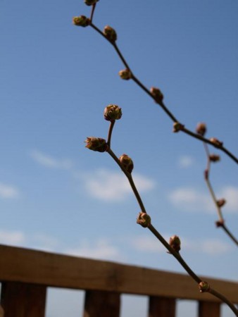 f:id:poreporekyonta:20090208124616j:image