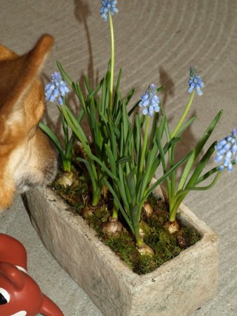 f:id:poreporekyonta:20090208125307j:image