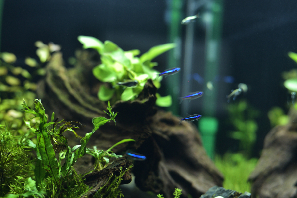 熱帯魚との生活楽しい話 本仕込み