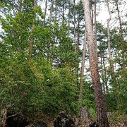 f:id:poron-7013:20180911132443j:plain