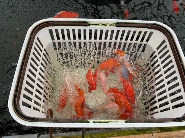 長岡寺泊の いやしの郷 で金魚釣り ４歳の子供でも爆釣で大満足 中越ヘボ釣り師の釣り記録と成長記