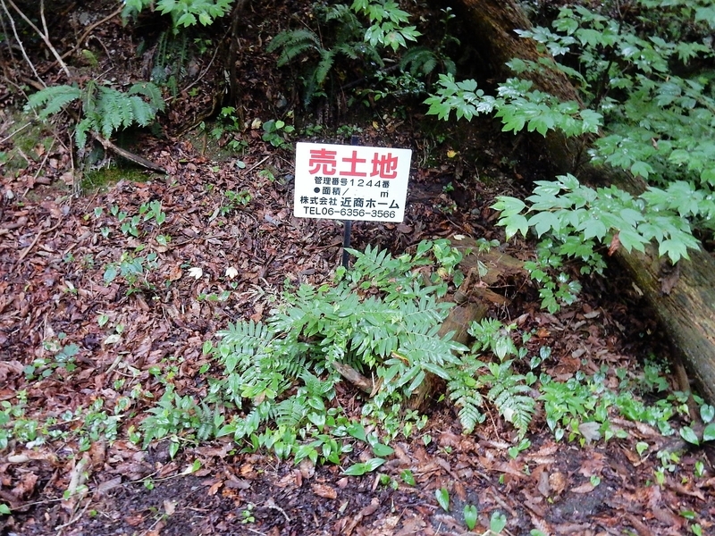 イメージ 6