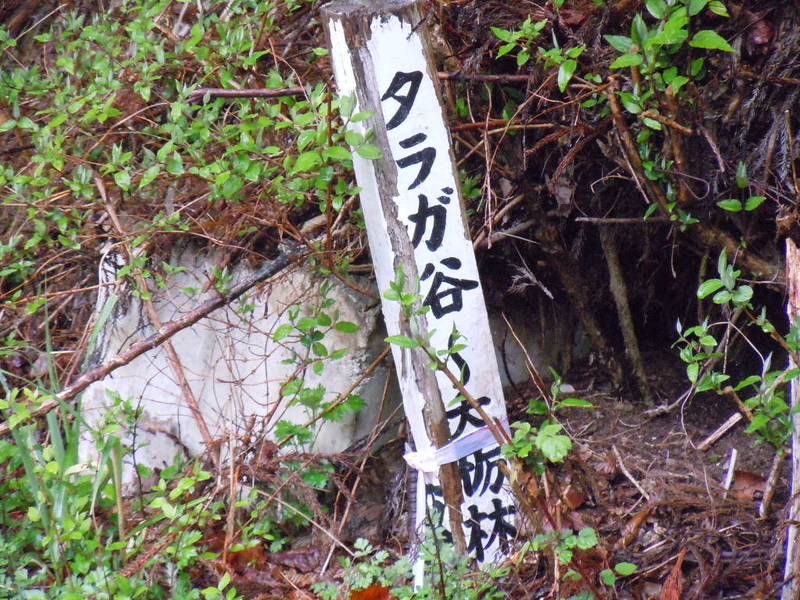 イメージ 7