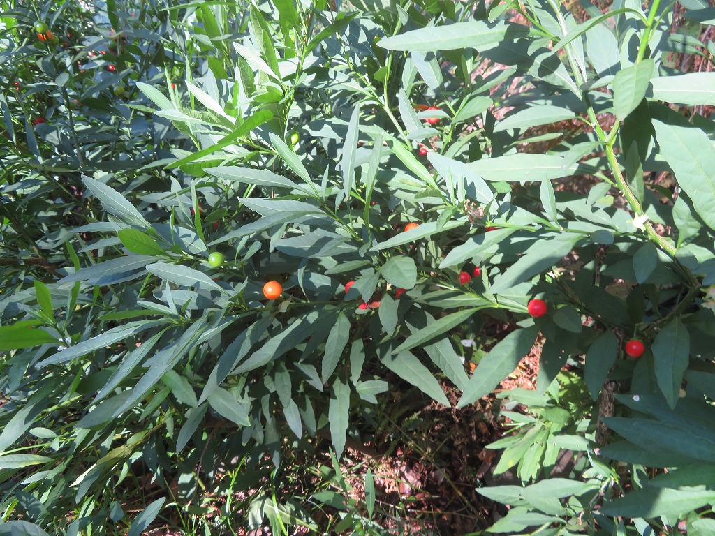 f:id:poseidonttzr:20201207125411j:plain