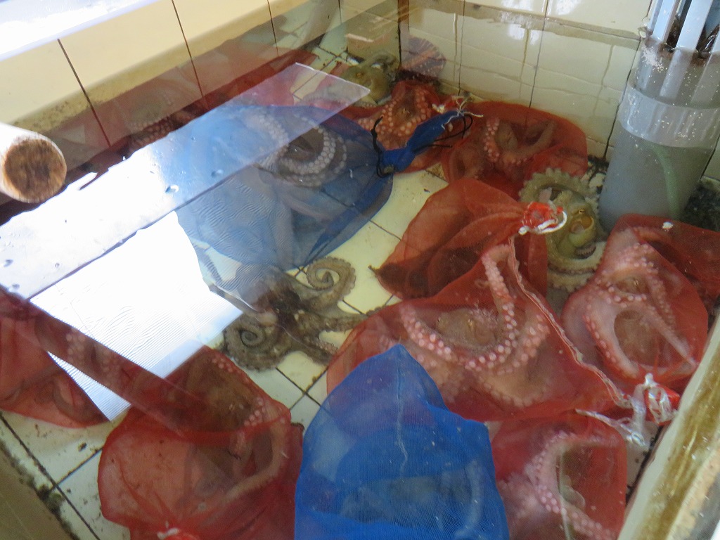 f:id:poseidonttzr:20210705081839j:plain