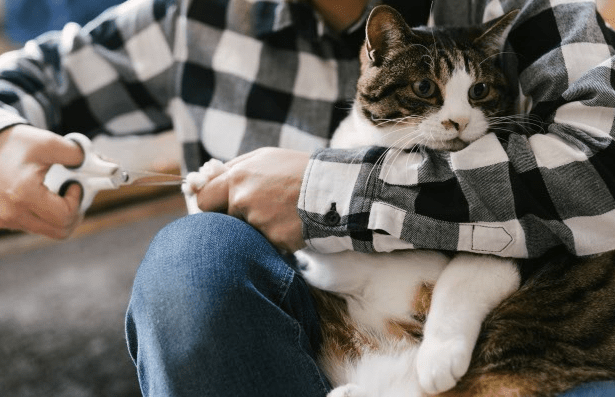 f:id:posiblo:20200729203822p:plain f:id:posiblo:20200729203822p:plain