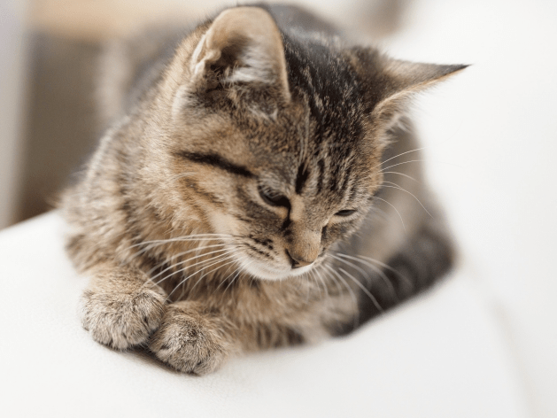 f:id:posiblo:20200729203906p:plain f:id:posiblo:20200729203906p:plain