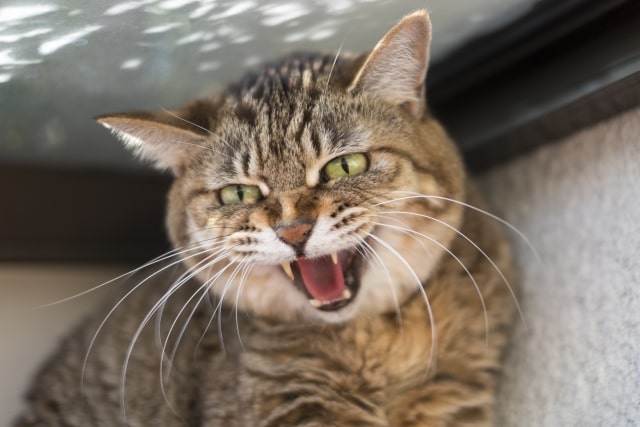 嫌がる猫ちゃんへの爪切りの対策は?