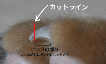 猫の爪切りのカットライン説明図