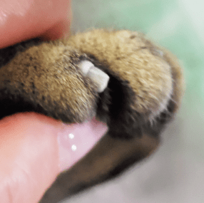 爪カット後の写真