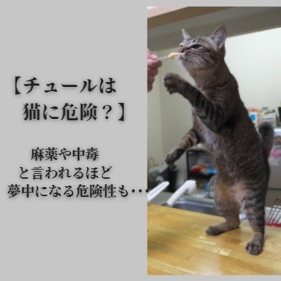 チュールは猫に危険 麻薬 と言われるほど中毒になる可能性も ぼく達の飼い主の ポジティぶろぐ