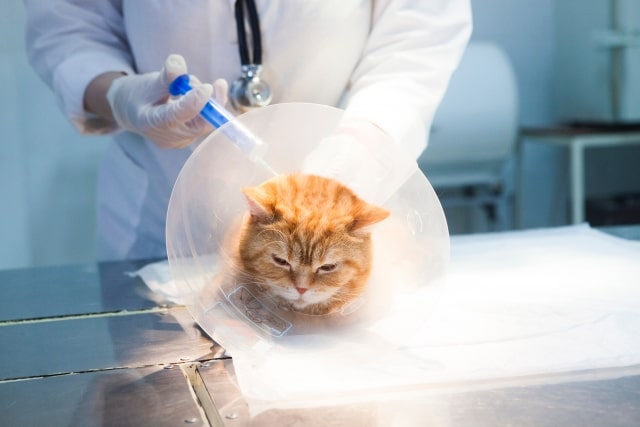 猫や犬が「抜歯」や「歯石取り」を行うときには麻酔が必要