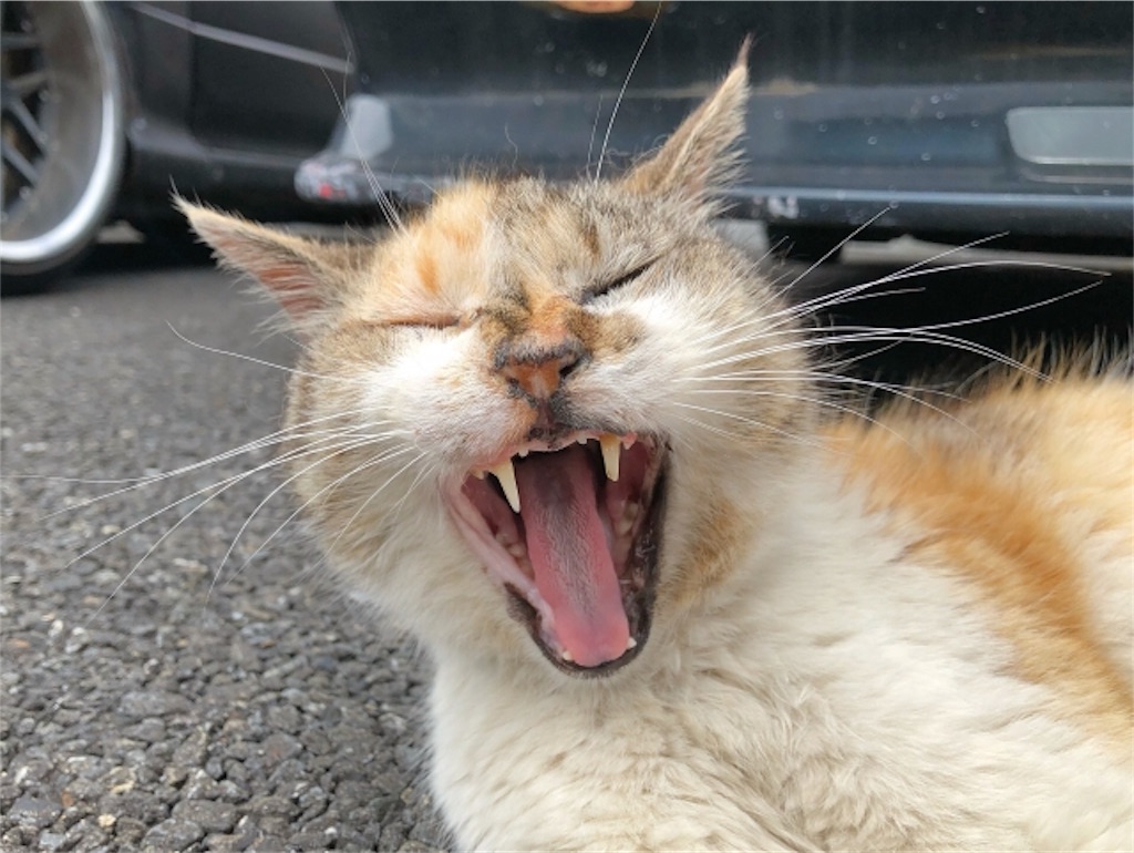 あくびが出る時って本当に眠いの あくびとおさらばするポイント3選 ぽっすんのもぐてく日記