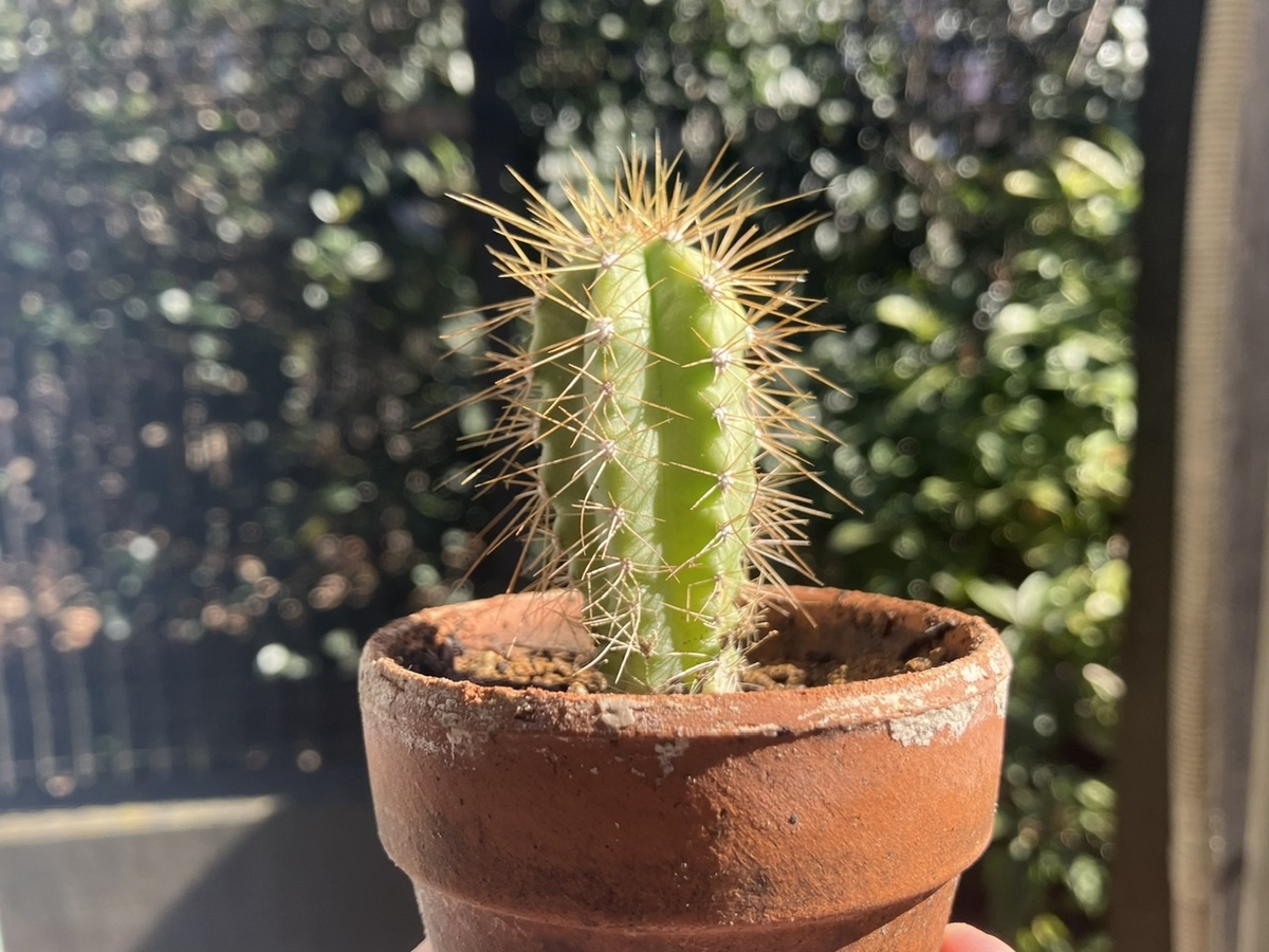 サボテン出品 gd921_gacha_sabo_03hashira_s.png