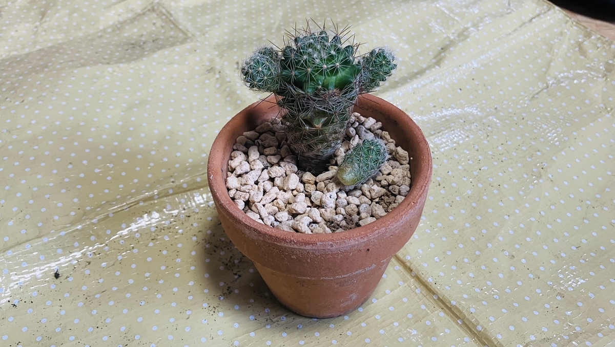 サボテンの子株が取れる - ぽしゃ
