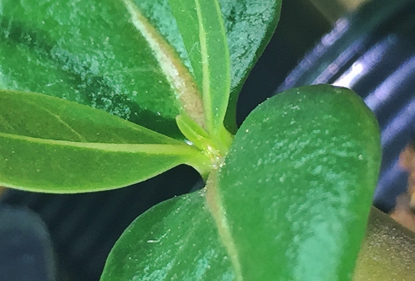 アデニウム 発芽から1ヶ月 植物日誌