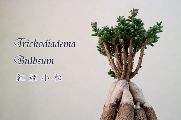 Trichodiadema bulbosum -姫紅小松- - 植物日誌