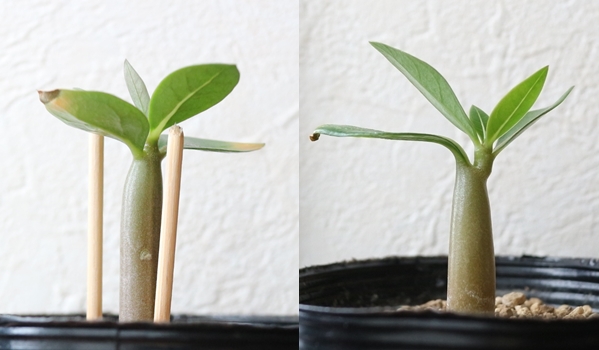 アデニウム幼苗の植替え